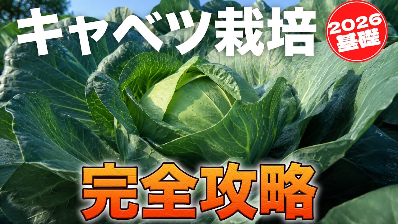 【図解】キャベツ栽培総まとめ【育てるなら知っておきたい基礎】