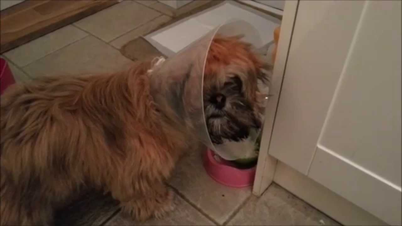 the why cone dogs for don't on head,funny cones like Dogs YouTube cli the why cone dogs for don't on head,funny cones like Dogs YouTube cli