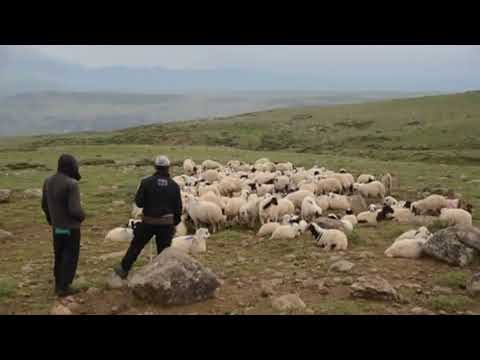 ozan beritan delal kurban