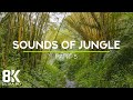 8 HOURS Relaxing Jungle Stream + Exotic Bird Songs in Tropical Rainforest 8K - Part #5