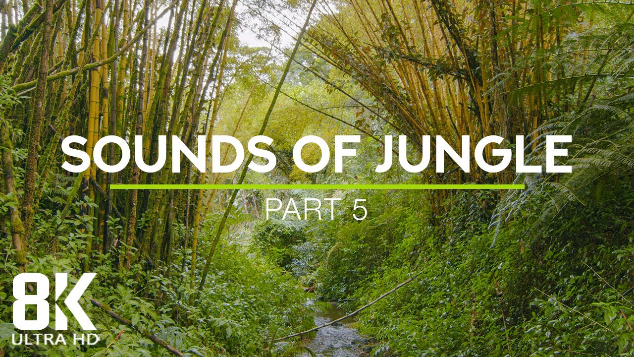 8 HOURS Relaxing Jungle Stream   Exotic Bird Songs in Tropical Rainforest 8K - Part  5