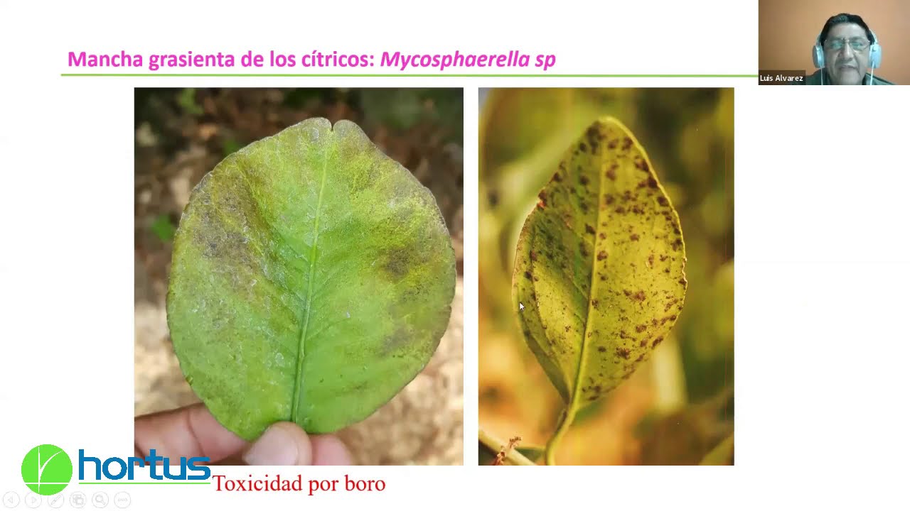 Manejo de Botrytis Cladosporium y Mancha Grasienta en Cítricos - Hortus