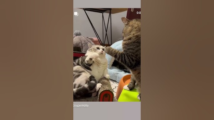 Qani rus ayollari Rus yotoqxonasida yashirin kamera porno