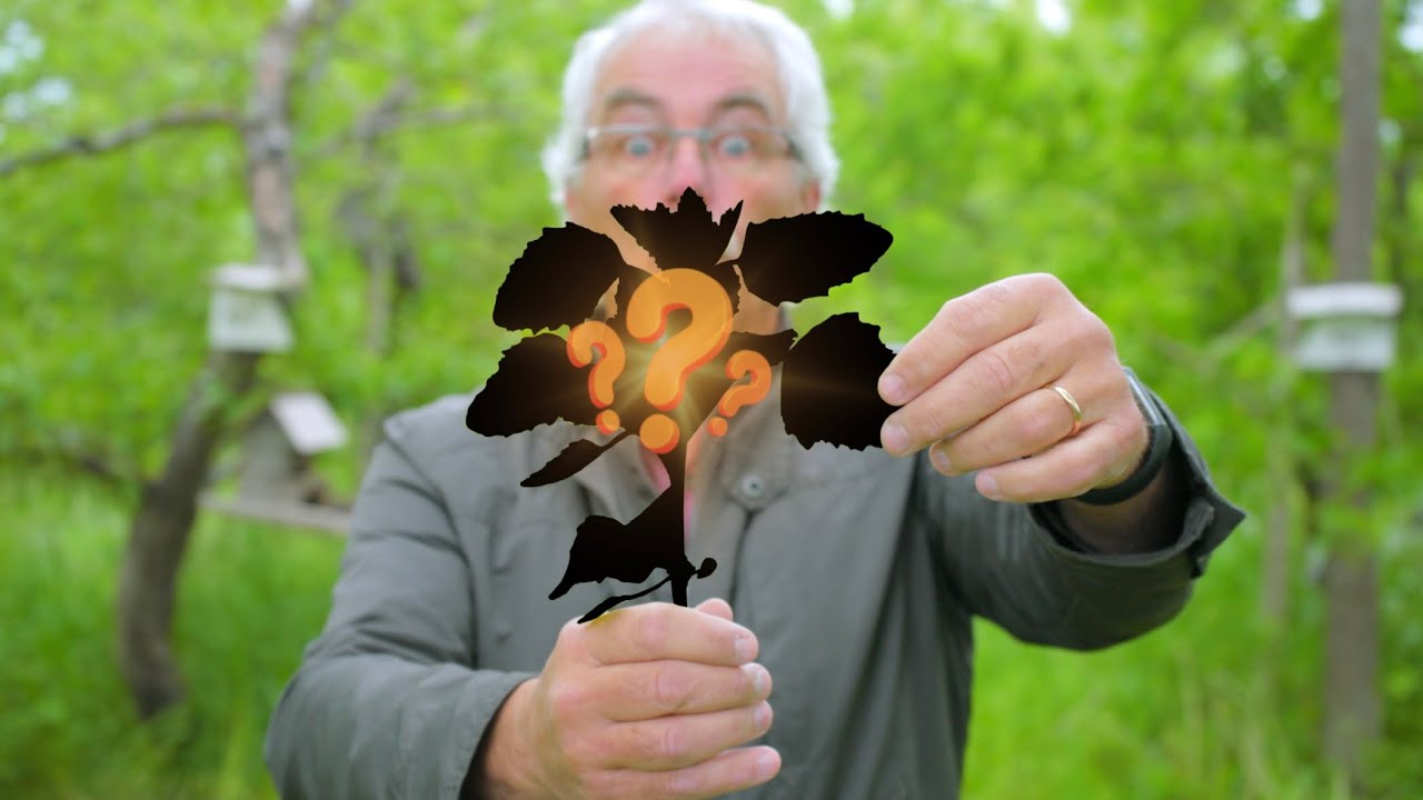 A WEED You WANT and what it’s an INDICATOR of...