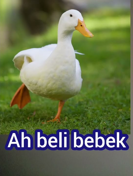 Jack beli rinso viral