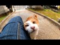 猫島から帰る前にもう一度神社に行ってみたらあの猫が気付いて駆け寄って来た