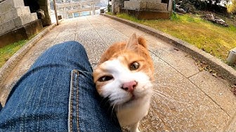 感動猫動画 Youtube