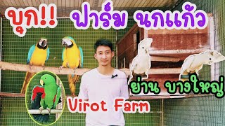 คนเลี้ยงสัตว์ EP.85​ บุก!!ตะลุย​ ฟาร์มนกแก้ว​ ย่านบางใหญ่​(Virot​ Farm)​ #นกแก้ว #lovebirds #parrot​