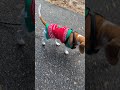 Amazing Grace with her sweater
