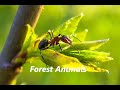 Forest Animals حيوانات الغابه, Ants video's compilation مقاطع فيديو النمل