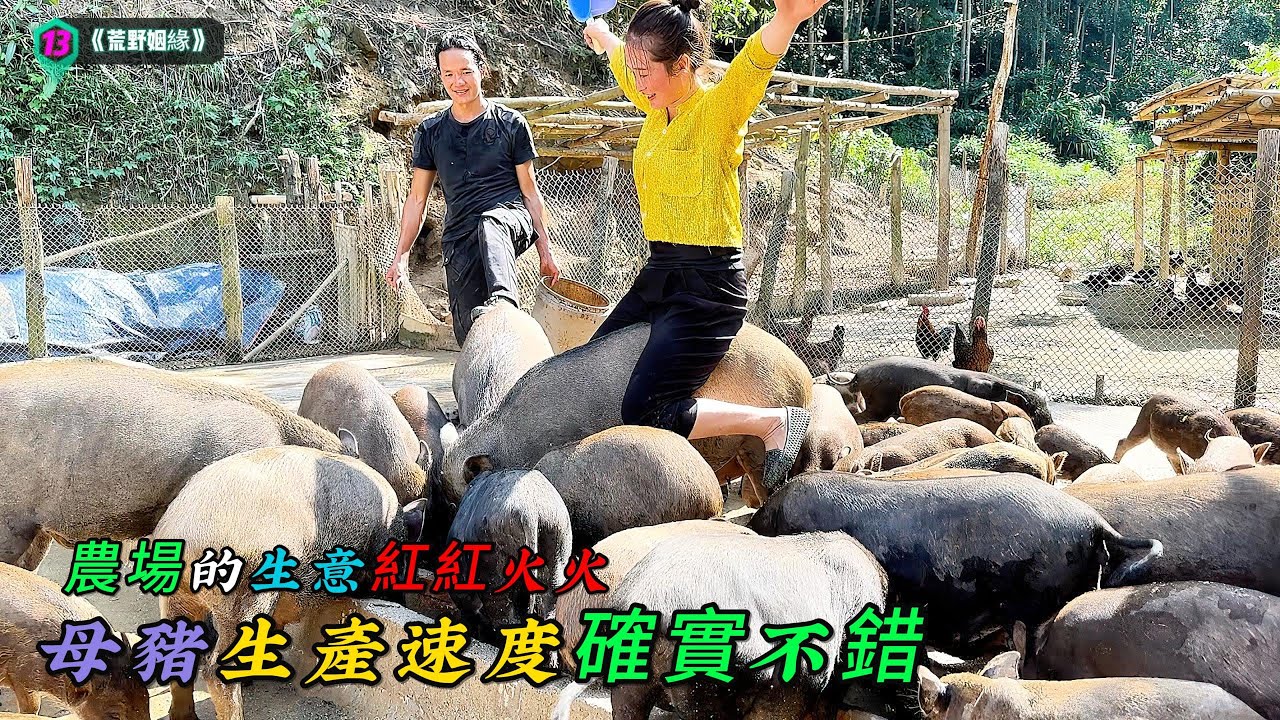 農場的生意紅紅火火，母豬生產速度確實不錯《荒野姻緣》13