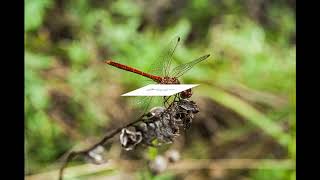 Free Photos Of Beautiful Dragon Fly