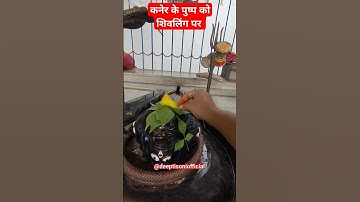 कनेर के पुष्प को शिवलिंग पर #pradeepmishra #shiv #shiva #bholenath #शिव #om #shivling #sawan #shivay
