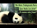 El Panda Que Daba Todo A Su Familia Menos Tiempo - Historia Que Hace Pensar