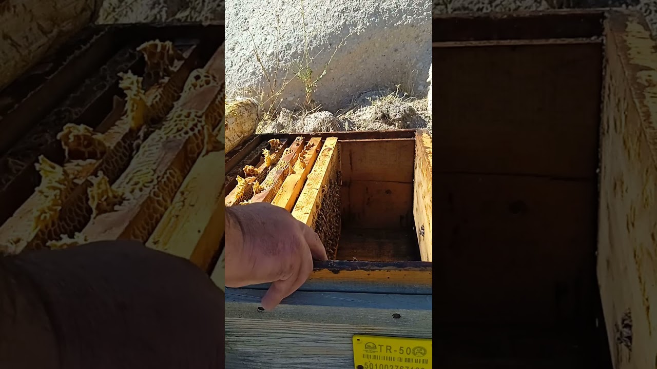 VARROA İÇİN KATRAN DUMAN OLARAK VERİLİŞİ 