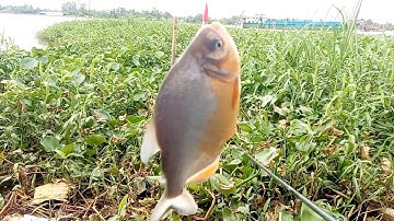 câu cá câu cá sông cá chim rô phi cá dảnh điểm huyền thoại sướng ôi là sướng