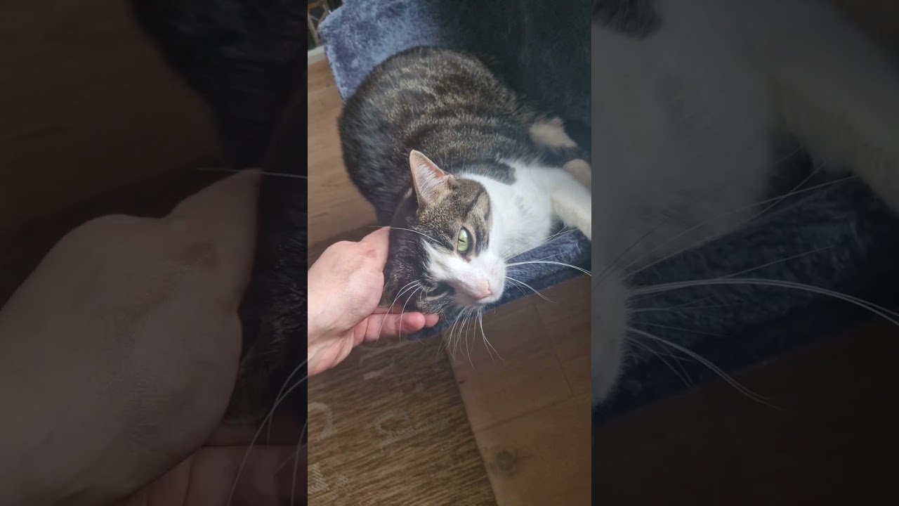 😻 Jetzt ist Leia eine müde Katze 🐾