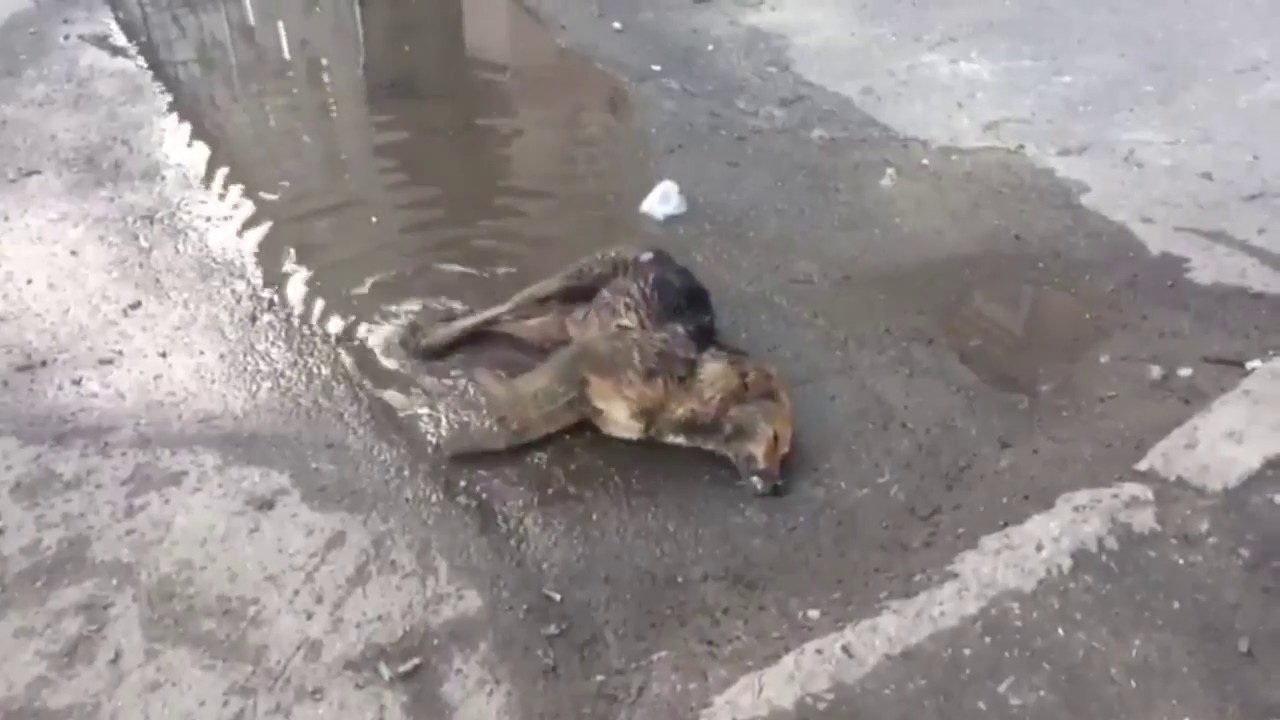 ÐаÑÑинки по запÑоÑÑ ÐÑÑÐ°Ð²Ð»ÐµÐ½Ð½Ð°Ñ Ñобака