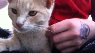 Cat Sees iPhone FaceTime Camera!