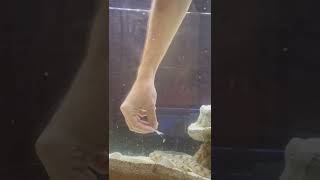 Gold-spotted snake eel