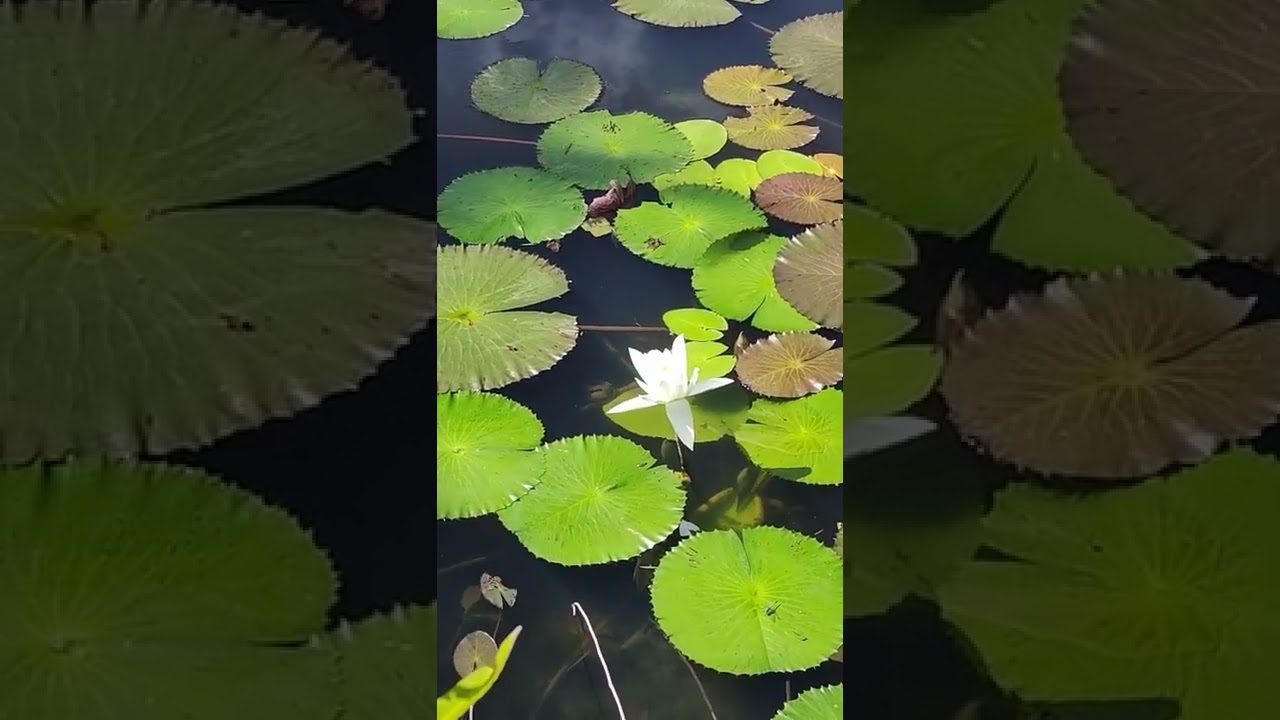 Beautiful Water Lilies 