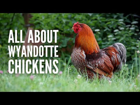 Video: Hvilken farve æg lægger en sølvsnøret wyandotte?