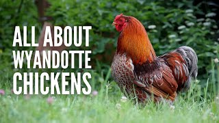 Wyandotte Chickens: Breed Profile, Facts and Care