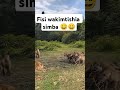 FISI WAKIMTISHIA MIASHA SIMBA KWANI FISI WANAJIKUTAGA NANI PORINI