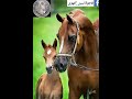 وصايا وصايا