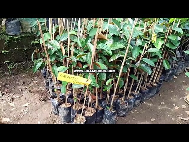 Jual Bibit Sawo Kenitu Ungu Unggulan Cepat Tumbuh!