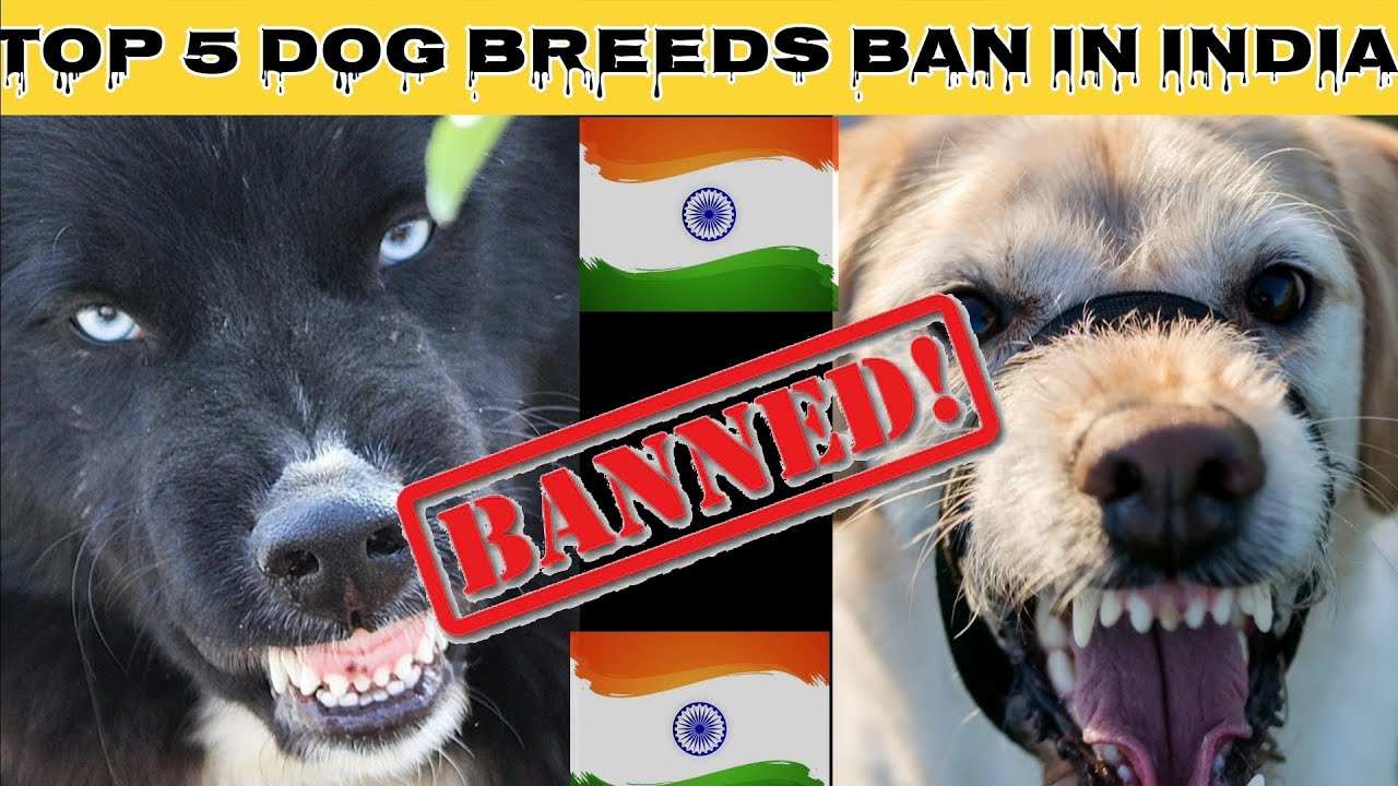 Khatarnak Dogs Banned In India Dogs Banned Hai Top 5 dogs-banned-in-india-a-psychological-perspective-youtube