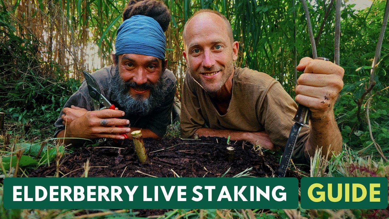 Thumbnail for Elderberry Live Staking How-To Guide - 1 Million Community Fruit Trees Initiative