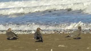 LA SERENA - Cuarta región de Coquimbo - Chile - 4