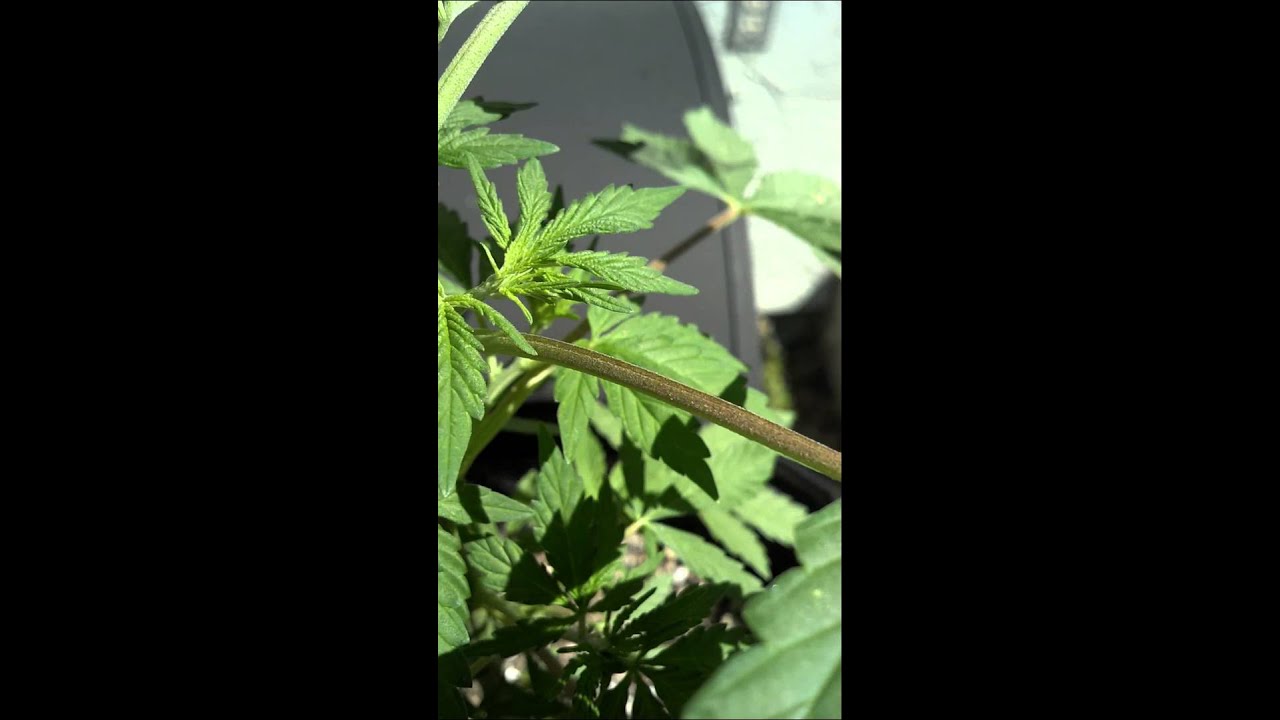 BALLS (male cannabis plant) YouTube