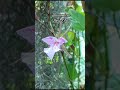 The orchid Brassomicra Doña Estela(Tetramicra canaliculata × Brassavola nodosa) #shortvideo #short