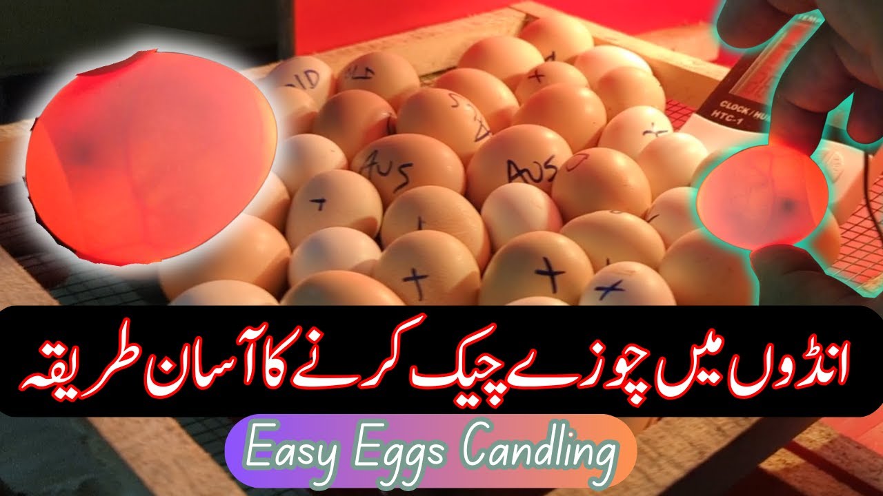 Egg Candling: What it Is, How to Do it, and More - A-Z Animals