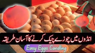 How To Do Candling Of Chickens Eggs Complete Guideline -By Voa