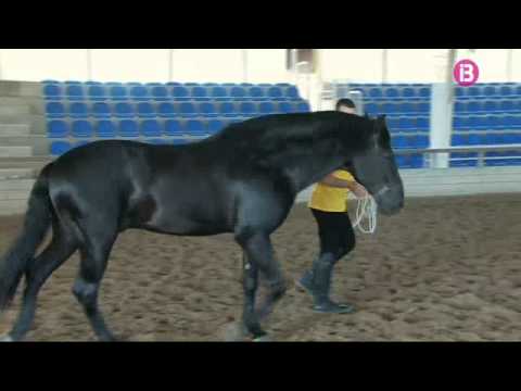 Vídeo: Cavall De Raça Francesa Hipoal·lergènic, De Salut I De Vida
