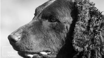 Facts about Curly Coated Retriever originally developed as a gun dog