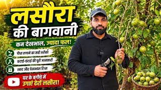 Maru Samridhi: New lasora variety लसोड़ा/लेसुआ का सब्जी और अचार खाया आपने??🤔