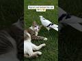 The bravest pigeon on Earth LITERALLY 😂