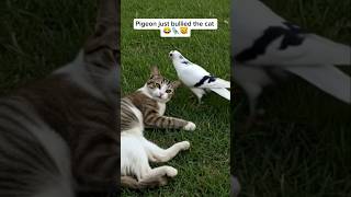 The bravest pigeon on Earth LITERALLY 😂