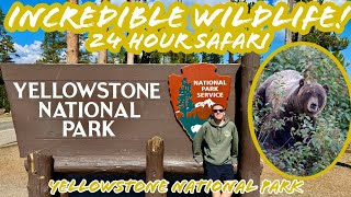 Incredible Bear Encounter \& Wildlife Watching in Yellowstone National Park (Yellowstone Vlog 2025)