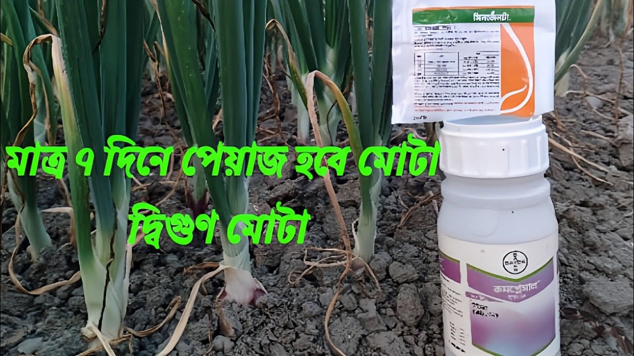 কমপ্লেসাল পিয়াজ মোটা করার ভিটামিন।।Complex onion fattening vitamins