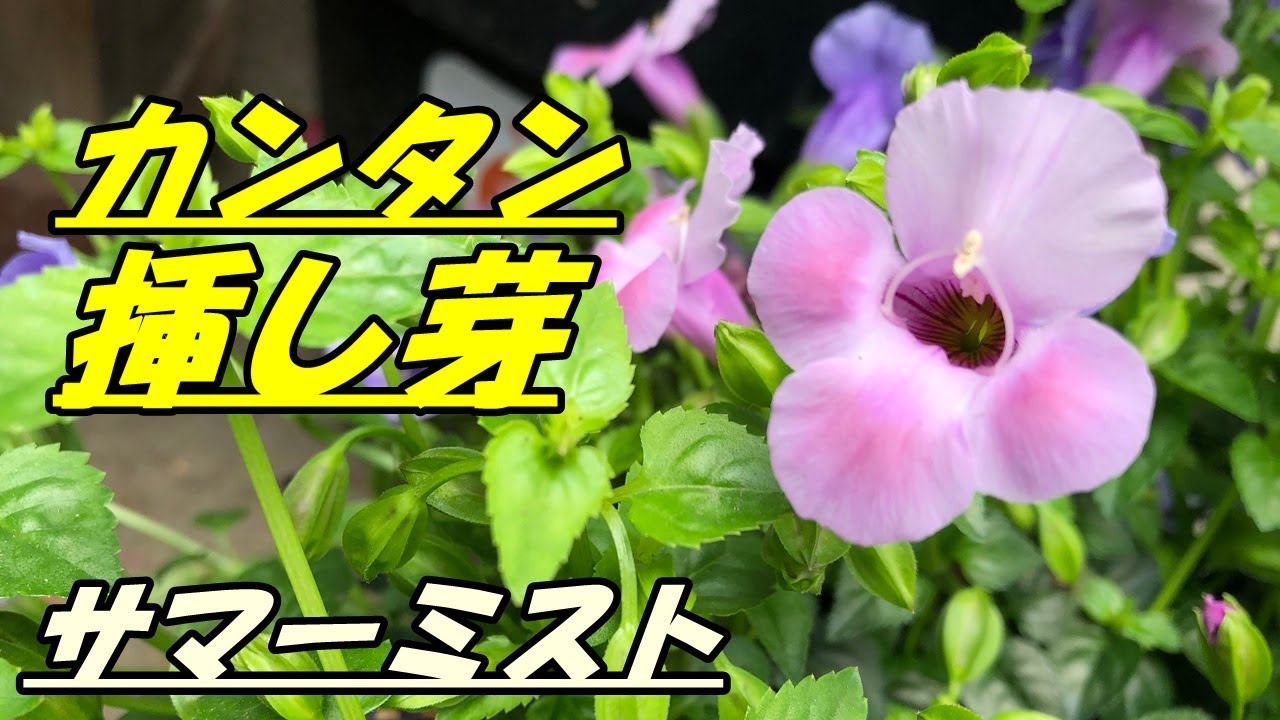花 サマーミストの育て方 挿し芽 Youtube 花 サマーミストの育て方 挿し芽 Youtube