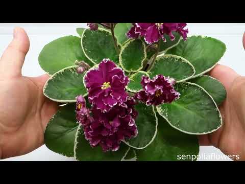 Цветущие фиалки из