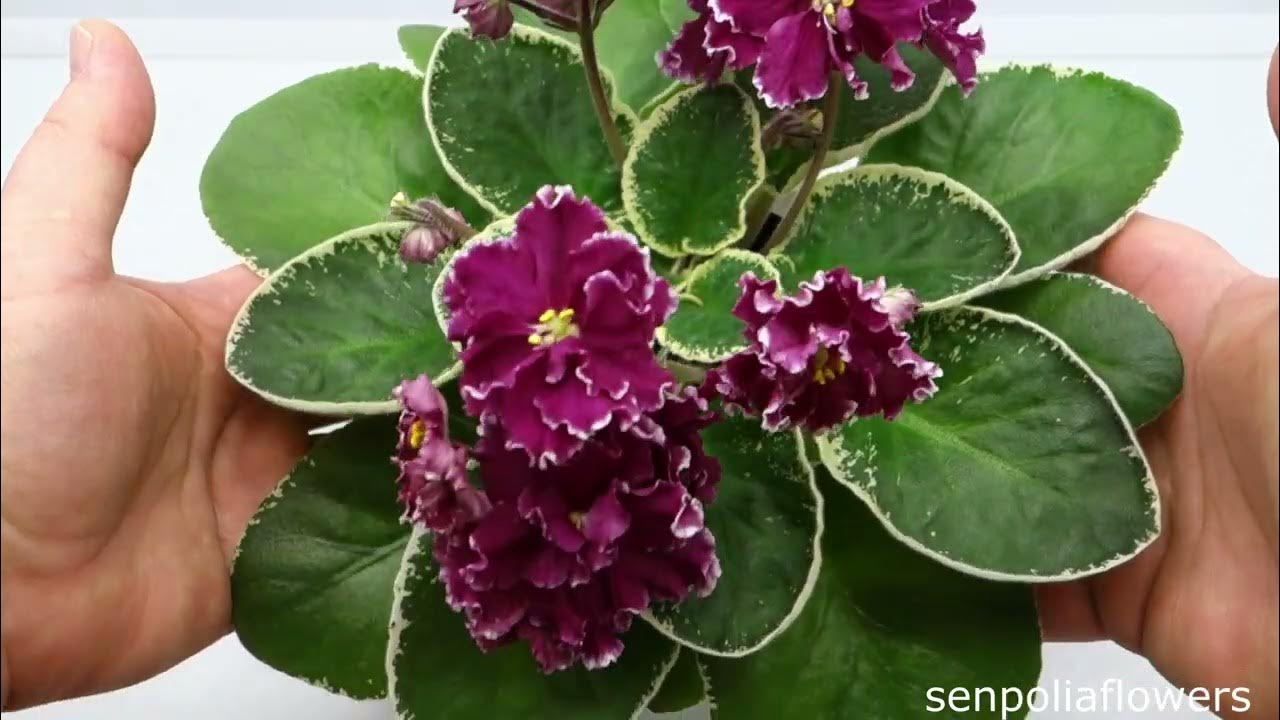 Нк сердце камелота фиалка фото НК Сердце Камелота: очаровательные фиалки Эко-фокус Фотогалерея природы на dia-l