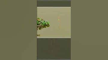 ✅ Câu Cá Diếc Sông  #caucasongque