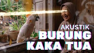 BURUNG KAKATUA - AKUSTIK COVER