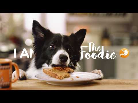 Video: Proteinfattigt Hundmat: Är Det Rätt För Ditt Husdjur?